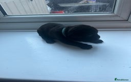 Cane Corso dogs for sale: Cane corso puppies  - Image 10
