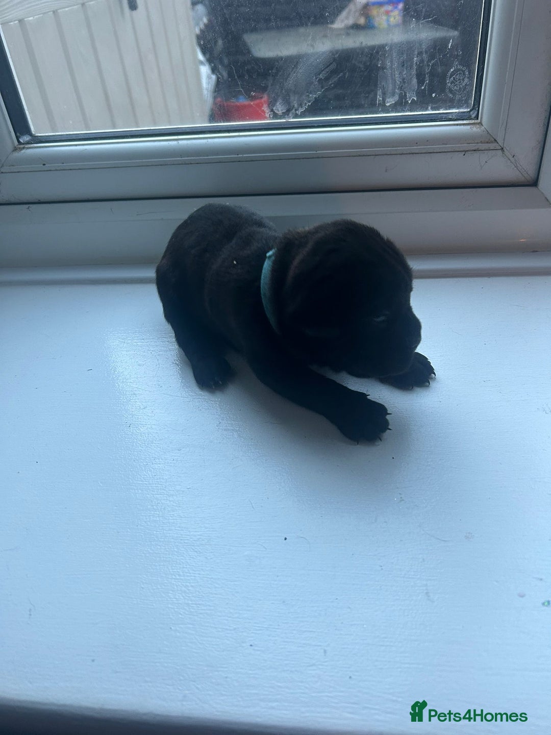 Cane Corso dogs for sale: Cane corso puppies  - Image 10
