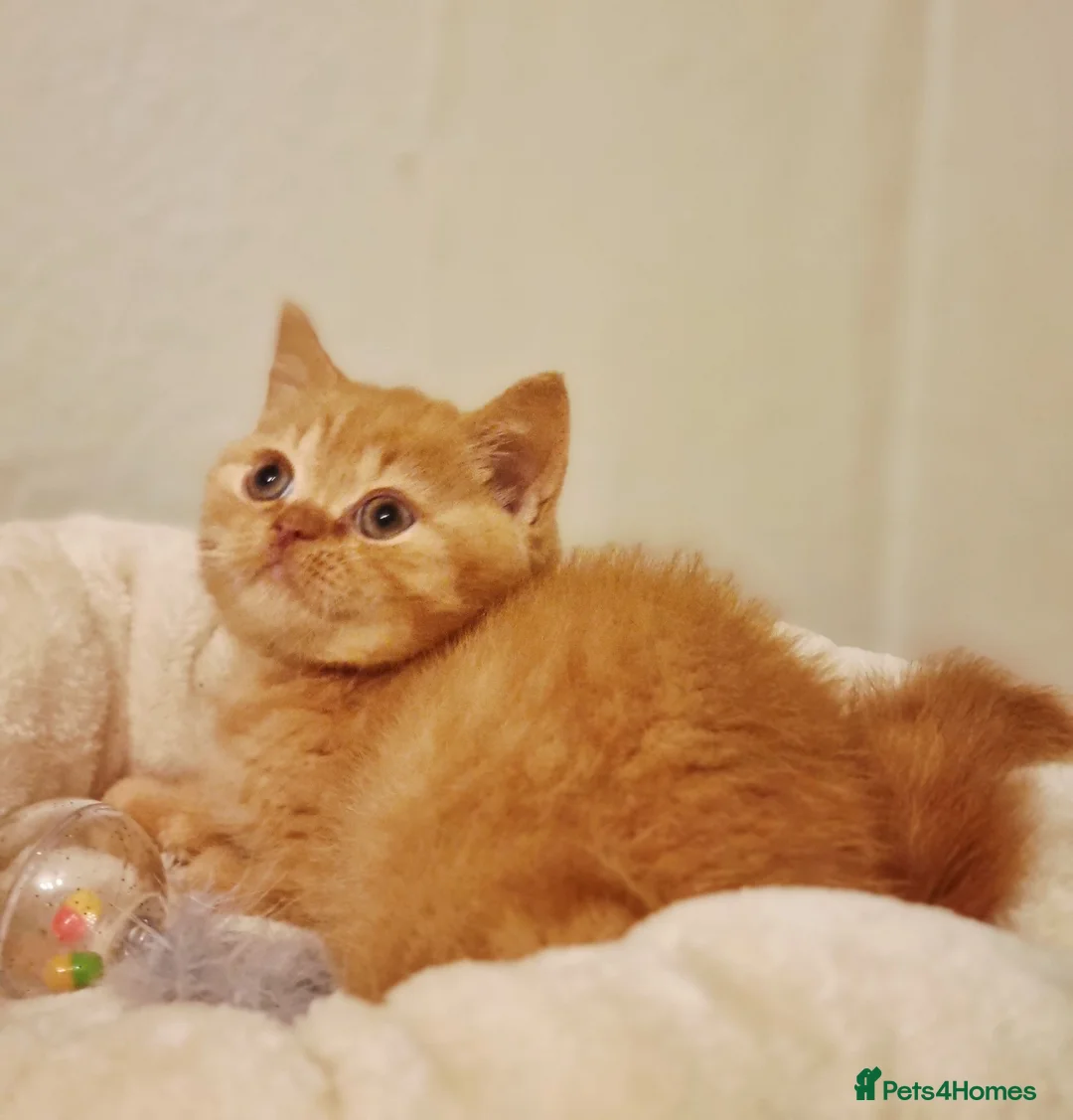 British Shorthair cats for stud: Beautiful Proven Champion Lilac Stud - Advert 13