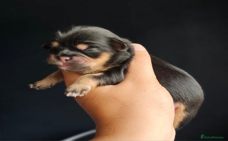 Shih Tzu dogs - Advert 2