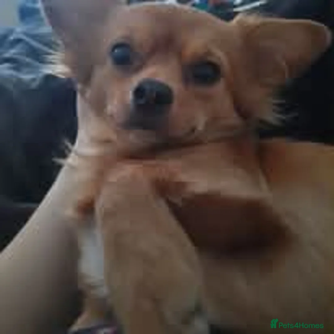 Mixed Breed dogs for sale: Female puppy   - Advert 2