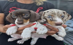 Dachshund dogs for sale: Beautiful piebald and dapple dachshund puppies  - Image 10