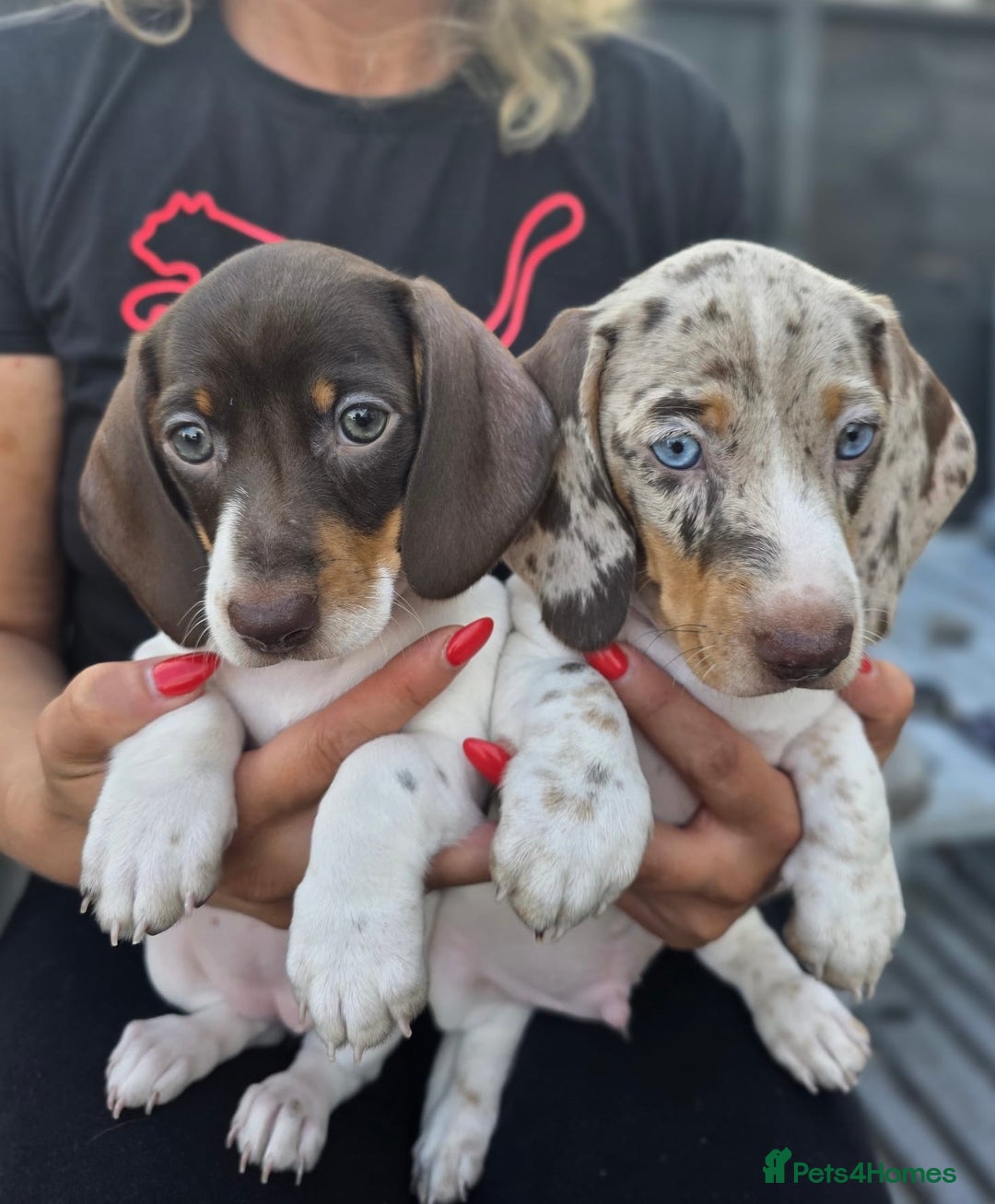 Dachshund dogs for sale: Beautiful piebald and dapple dachshund puppies  - Image 10