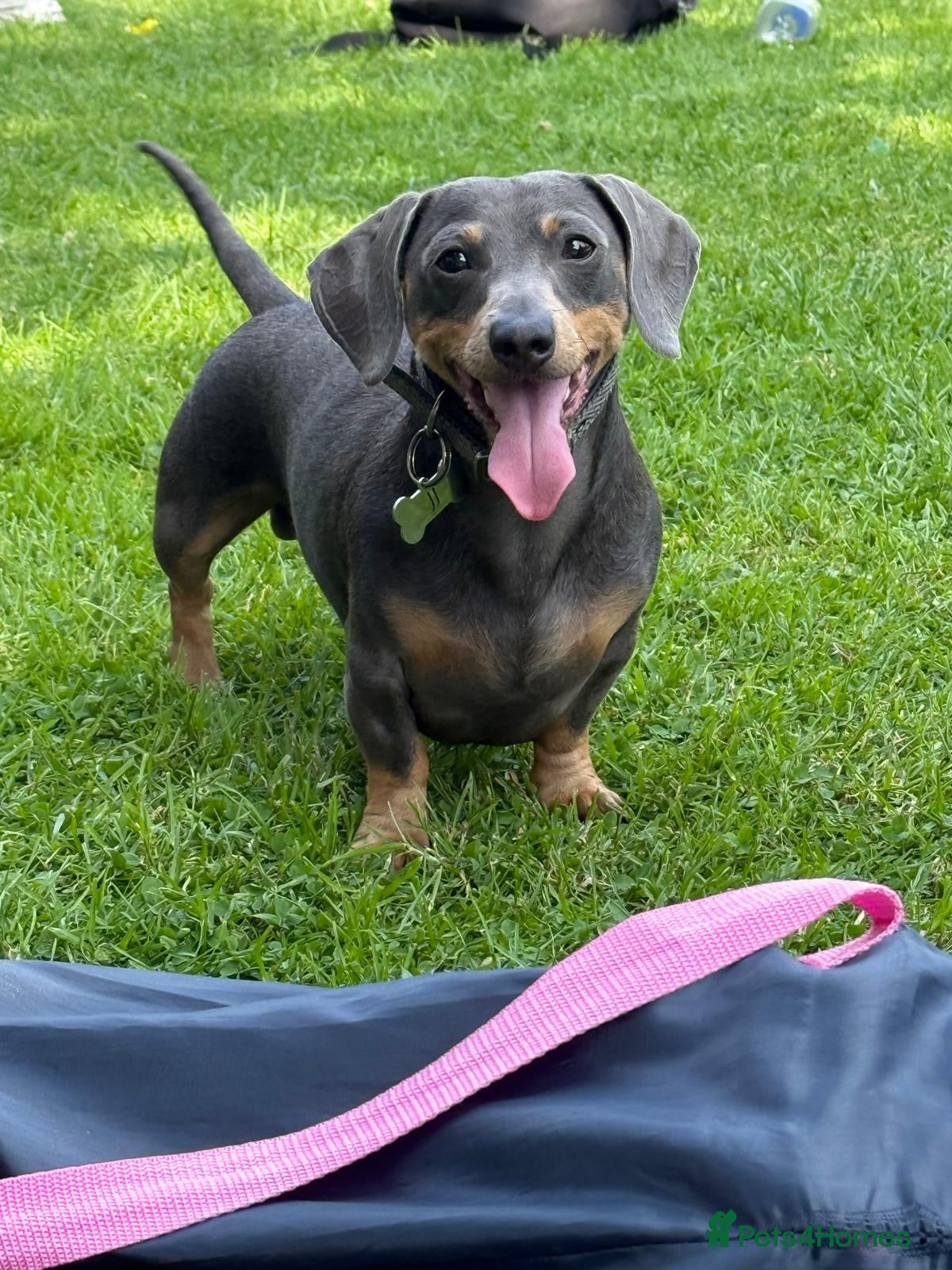 Miniature Dachshund dogs Blue/Tan 3 year old male miniature dachshund  - Advert 1