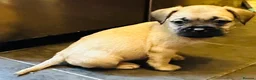 Mixed Breed dogs for sale: Cute puppies  - Advert 3