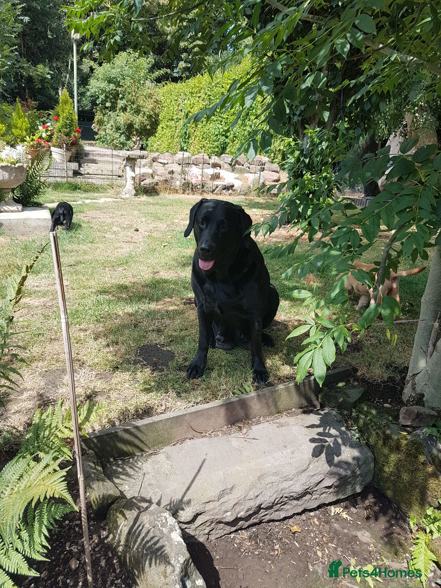 Labrador Retriever dogs Excellent KC Registered Labrador puppies  - Advert 1