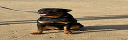 Rottweiler dogs for sale: Rottweiler pups due soon - health tested parents - Advert 5