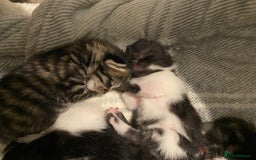 Mixed Breed cats for sale: Ragdoll/Mixed Breed Kittens for Sale - Image 7