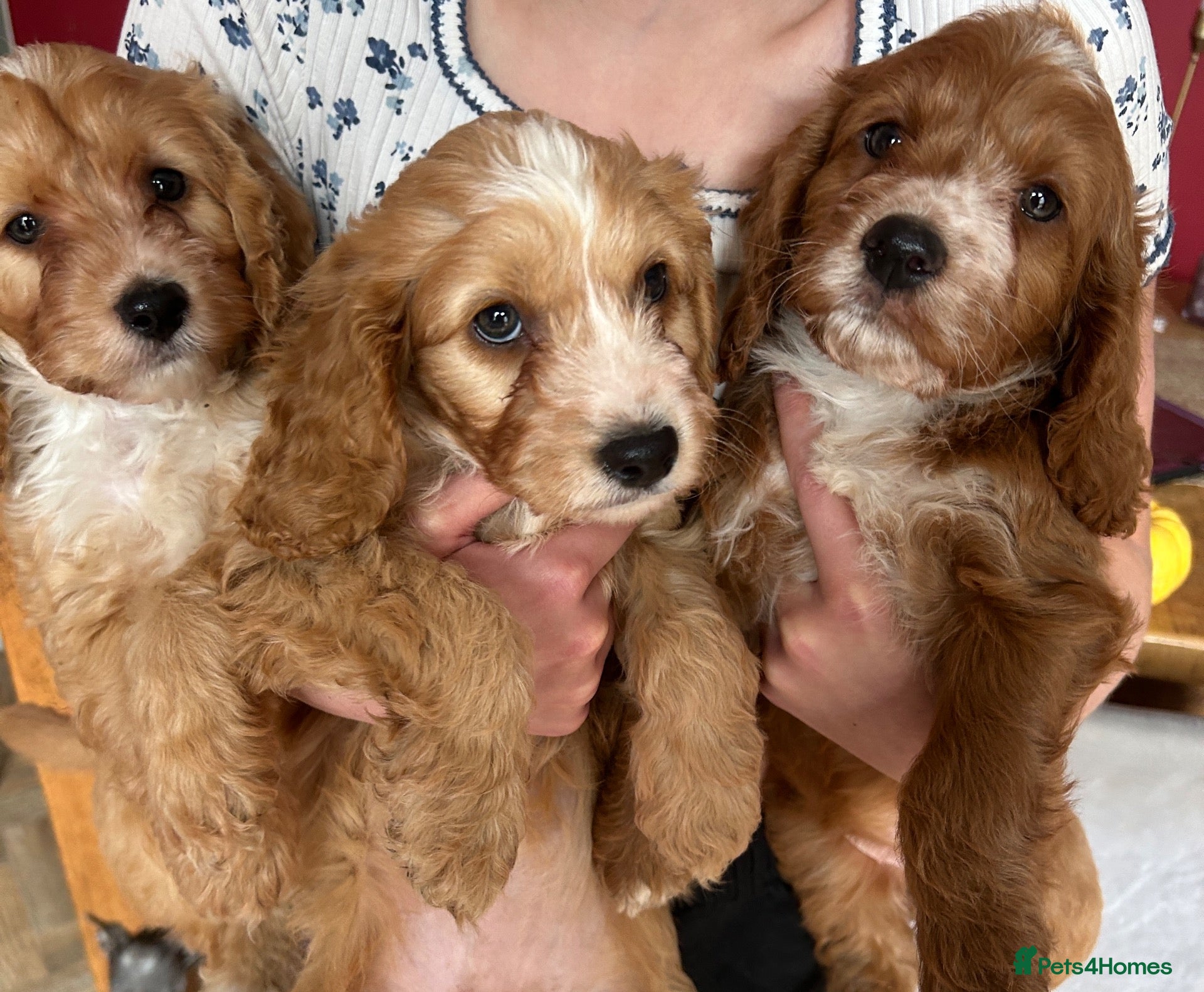 Cockapoo dogs for sale: F1 Cockapoo Puppies - Advert 1