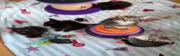 Mixed Breed cats for sale: Kittens for sale  - Advert 15