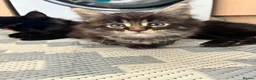Maine Coon cats for sale: Maine coon baby’s  - Advert 14