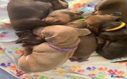 Miniature Dachshund dogs for sale: Miniature dachshunds  - Image 1