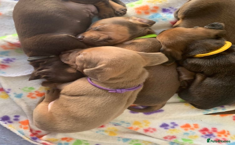Miniature Dachshund dogs - Advert 5