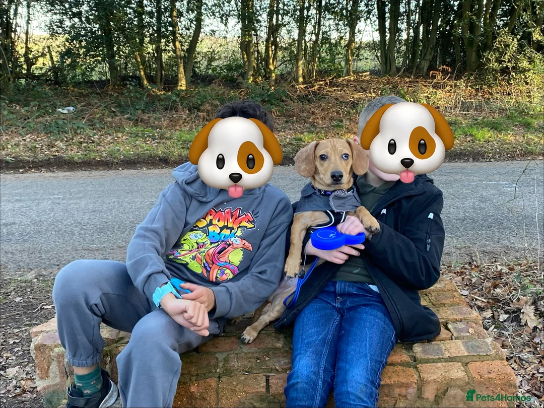 Dachshund dogs for sale: Rolo - Dachshund in Kidderminster - Advert 2