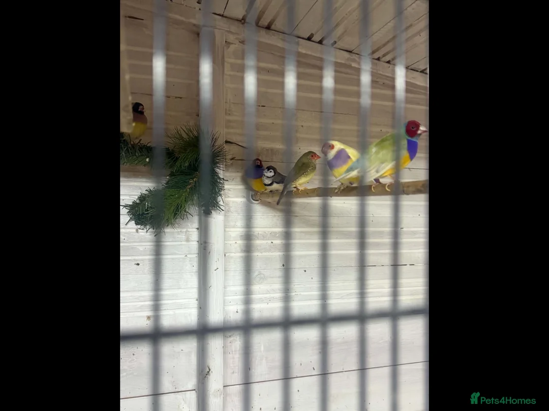Finches birds for sale: Gouldian finch owl  finch star finch  - Advert 1