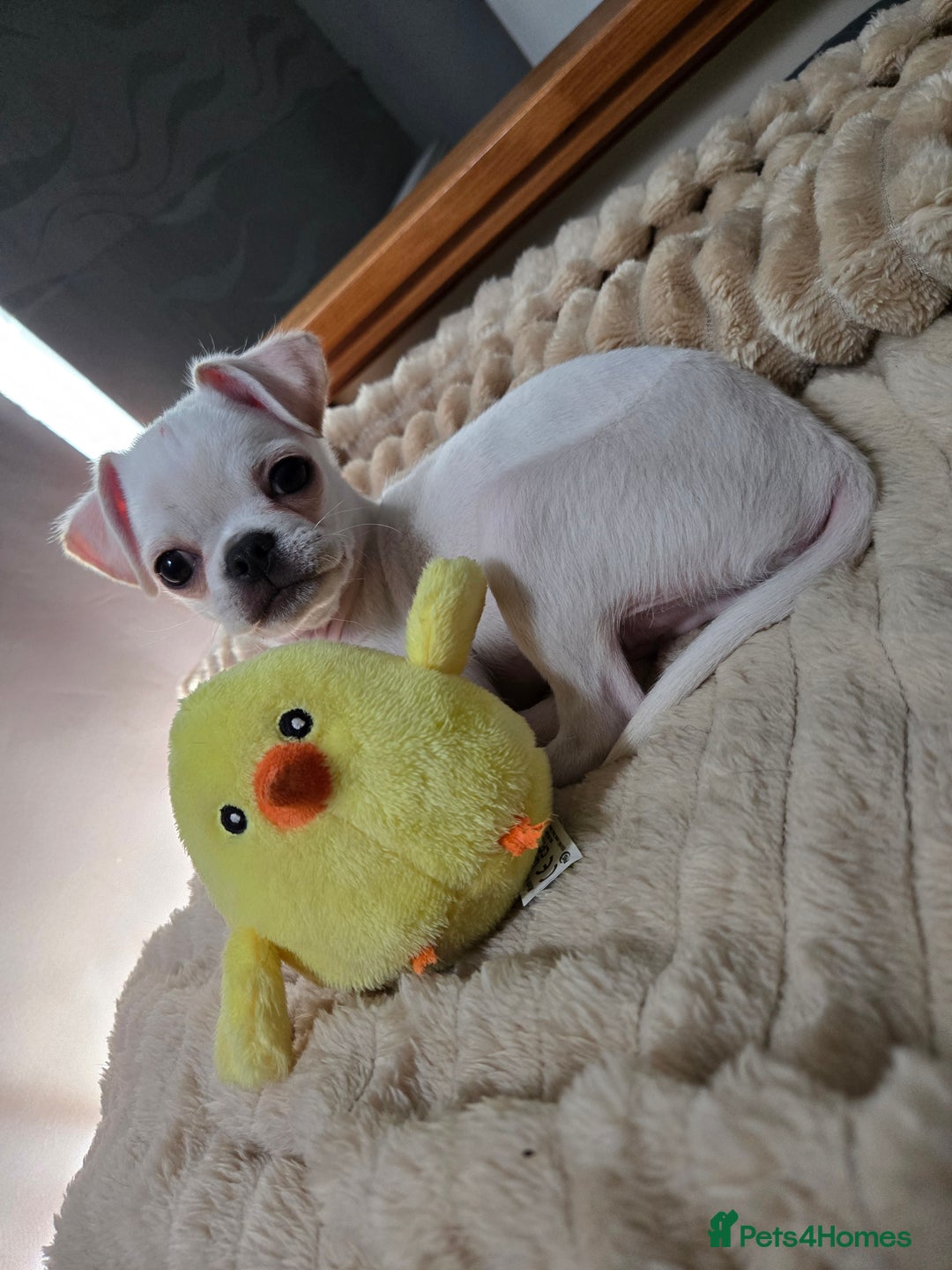 Chug dogs for stud: Zues McDonald - Advert 10