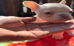 French Bulldog dogs for sale: Adorable French Bulldogs - Image 16
