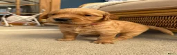 Golden Retriever dogs for sale: Kennel Club Golden Retriever Puppies Health Tested - Advert 16