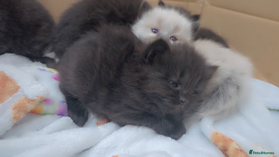 Maine Coon cats for sale: Mainecoon/ragdoll  - Advert 5