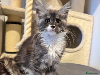 Maine Coon cats Maine coon TICA reg polydactyl boy black smoke - Advert 8