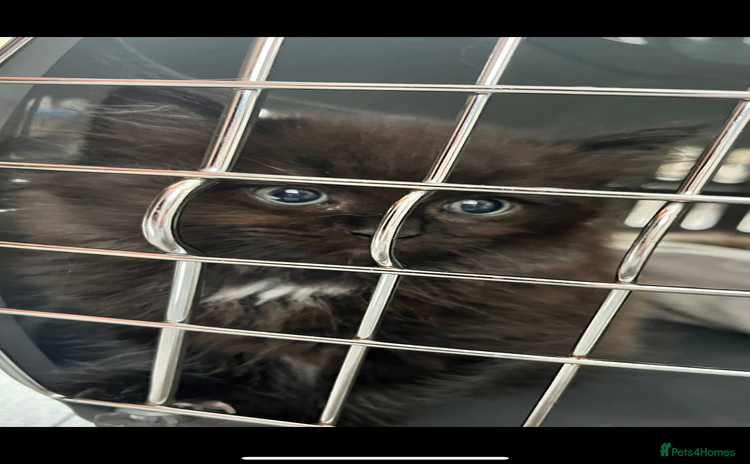 Maine Coon cats - Advert 5