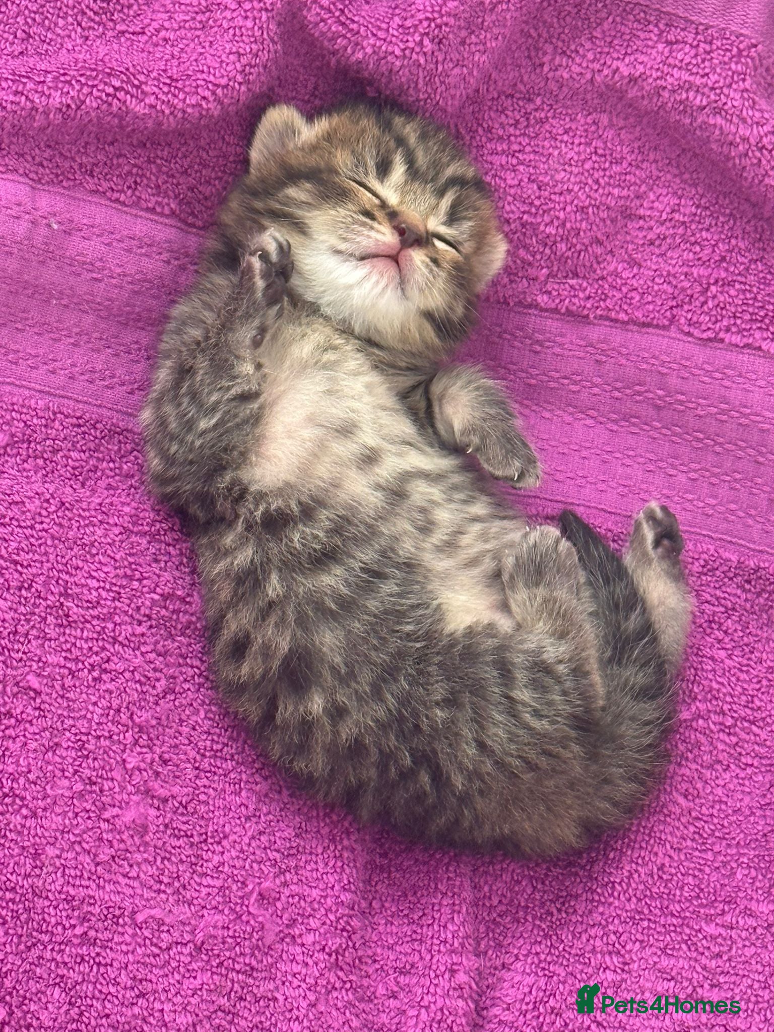 British Shorthair cats British shorthair Kittens - Advert 1