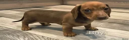 Dachshund dogs for sale: 5 Beautiful Dachshund Pups in Doncaster - Advert 4