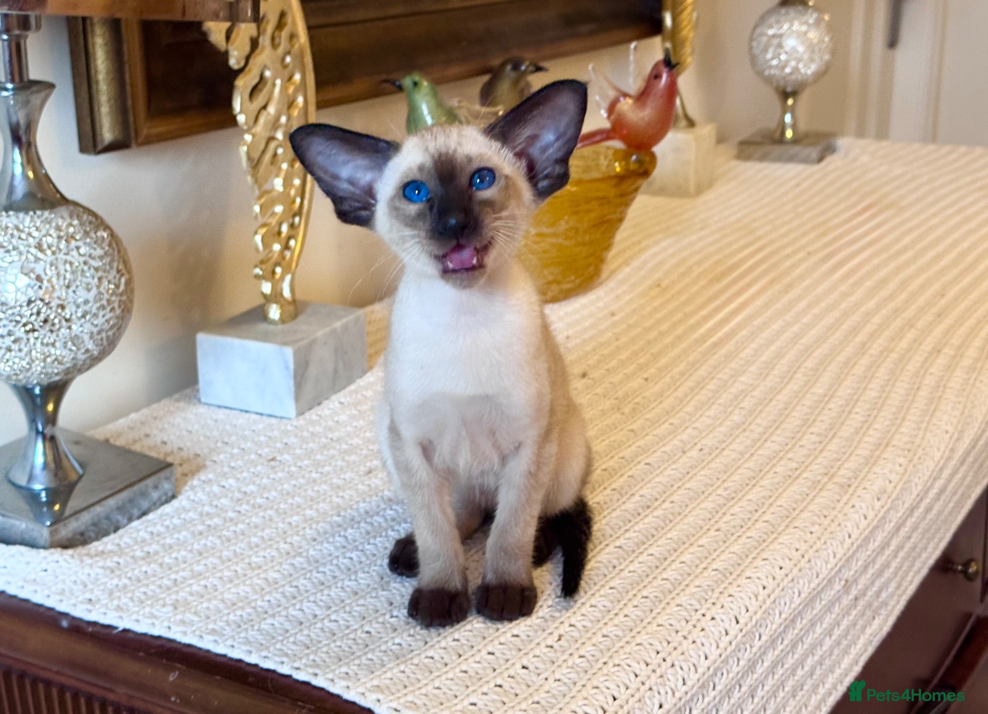 Oriental cats Beautiful TICA Oriental  and Siamese babies - Advert 2