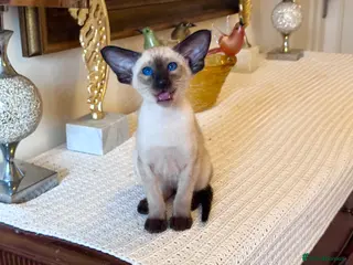 Oriental cats Beautiful TICA Oriental and Siamese babies - Advert 3