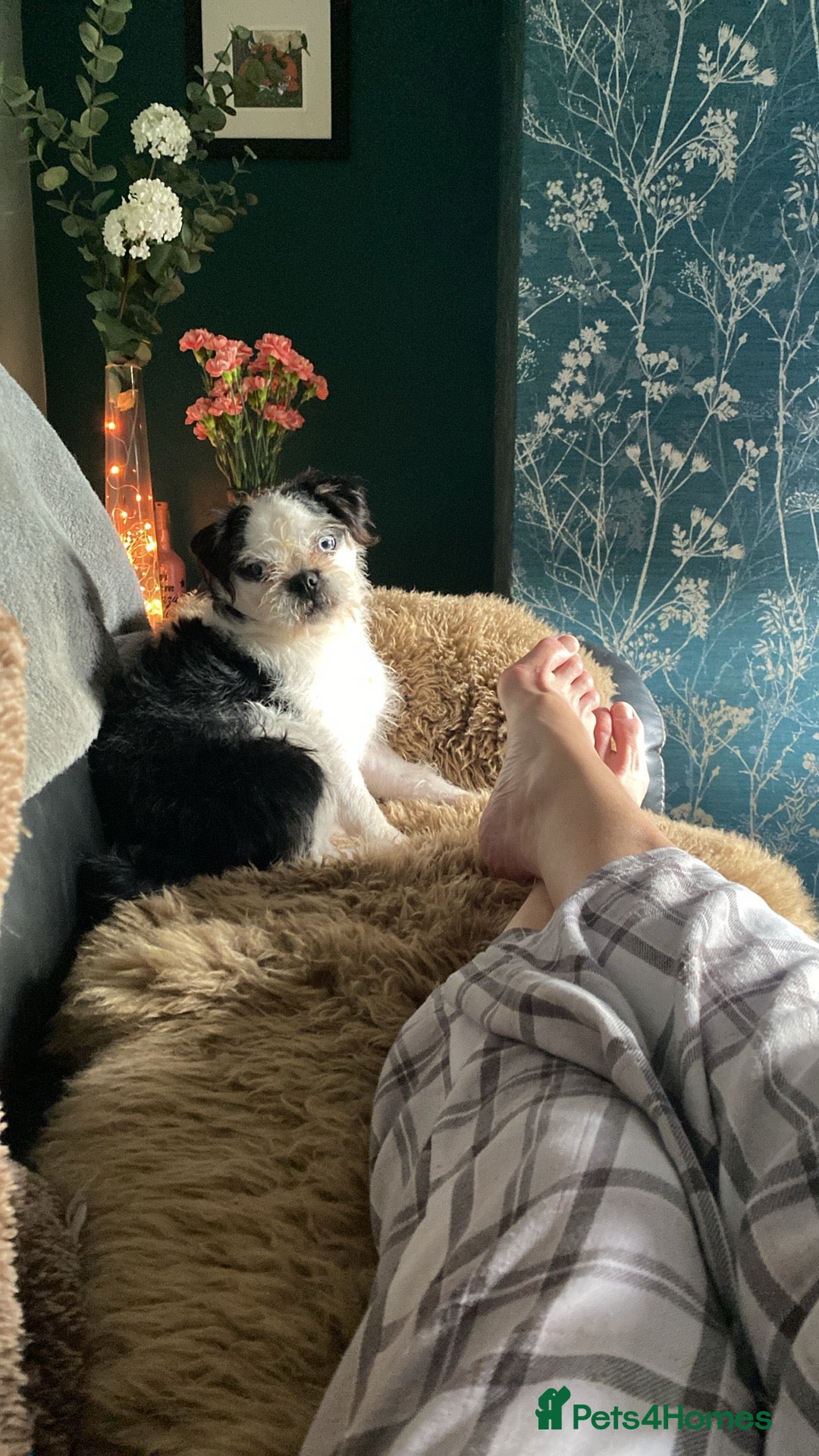 Pugapoo dogs for stud: Pugapoo, gorgeous panda pug boy for stud  - Advert 5