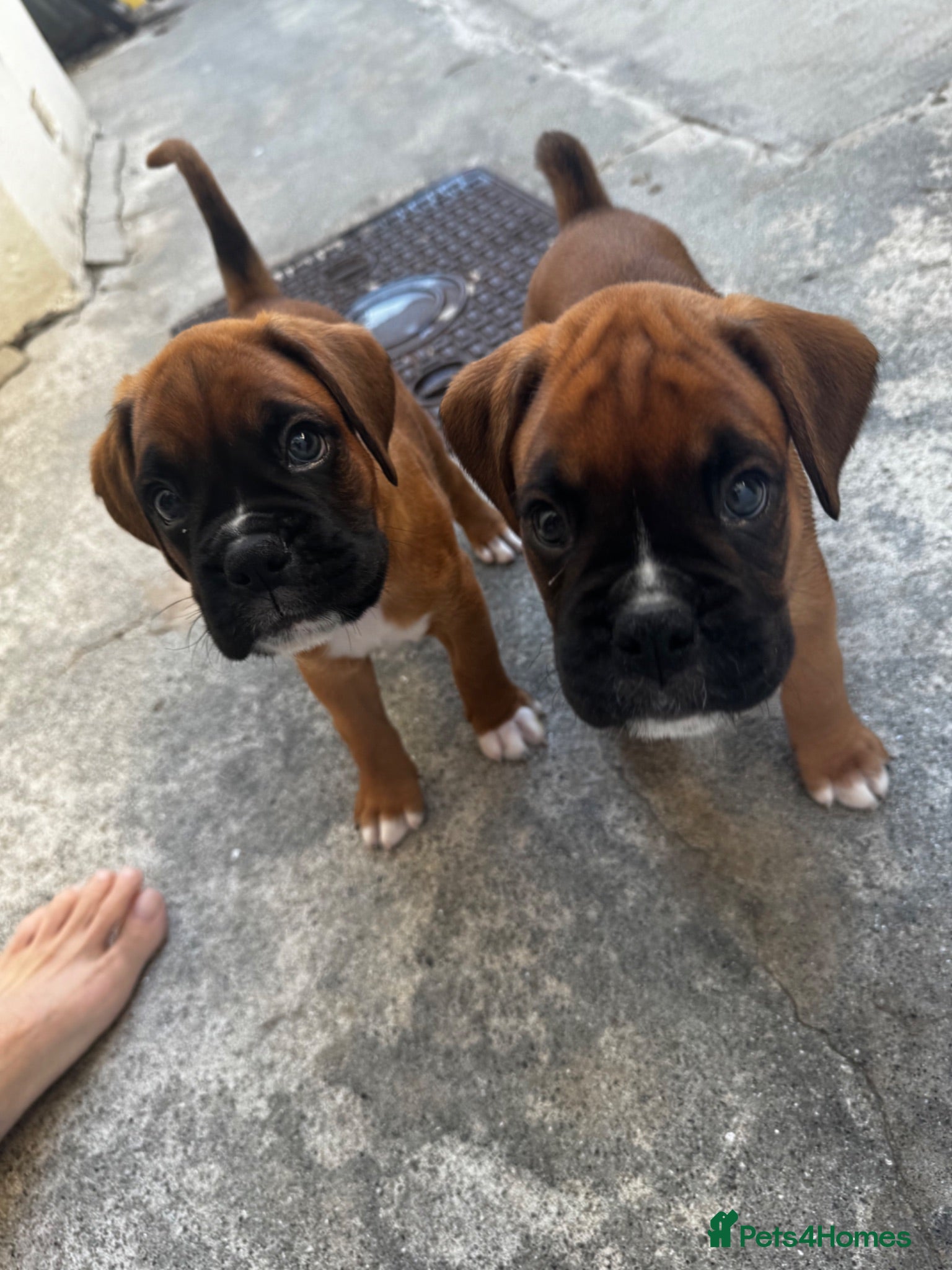 Boxer dogs charthaihen boxers - Advert 1