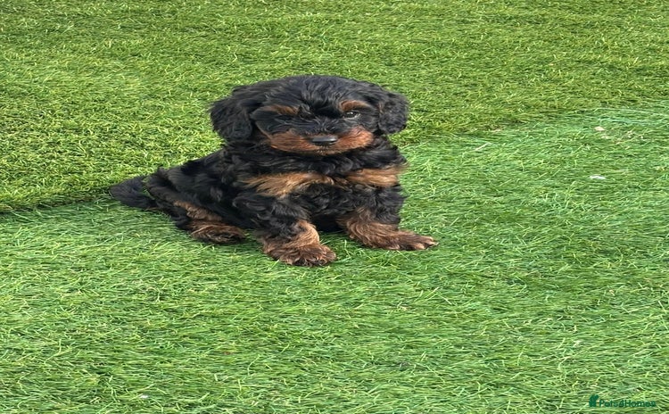 Cavapoo dogs - Advert 1