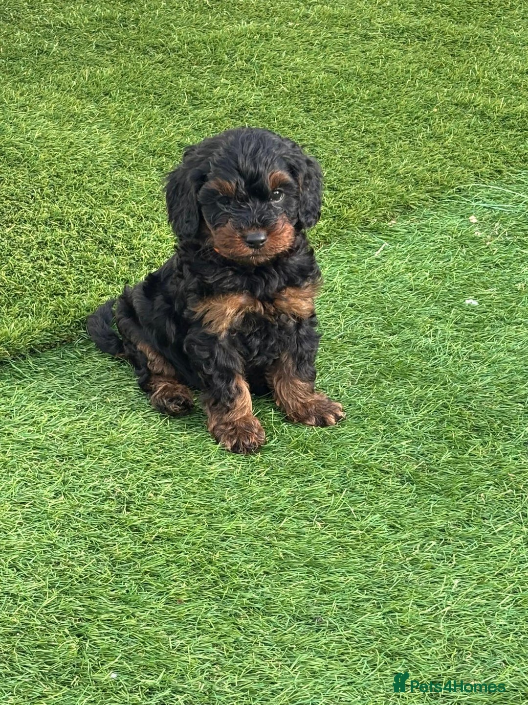 Cavapoo dogs for sale: Beautiful F1bb cavapoo puppies - Image 2