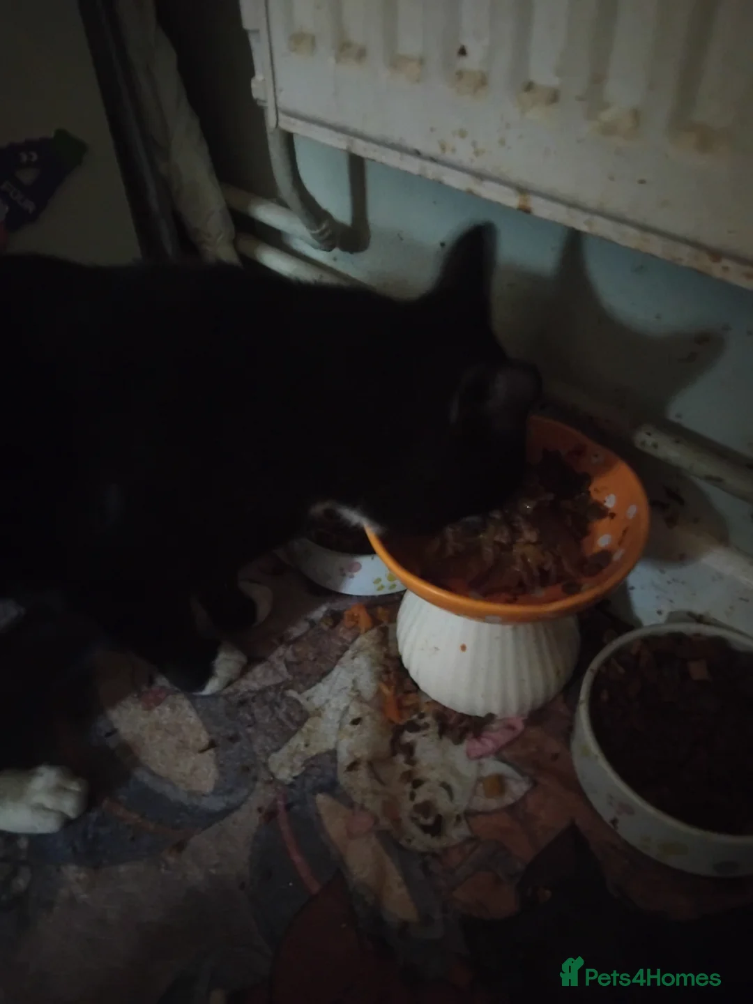 Mixed Breed cats for sale: Free to good home - Advert 5