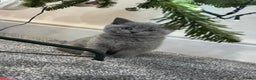 British Shorthair cats for sale: 2 beautiful girls British blue  - Advert 3