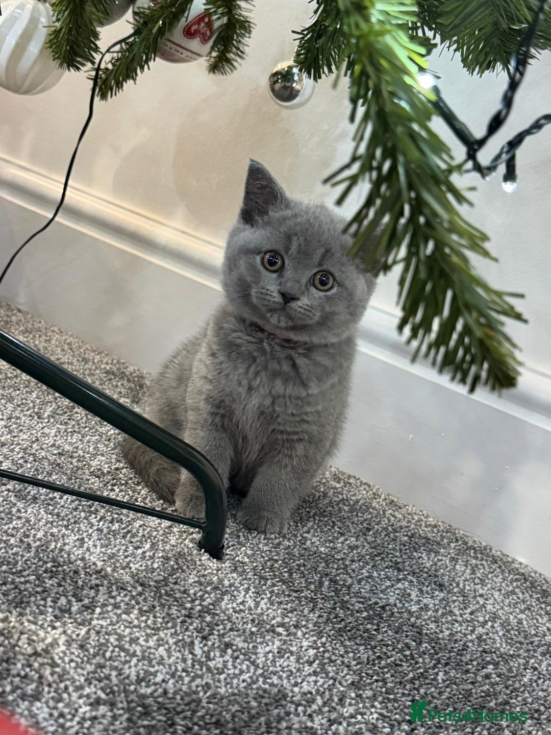 British Shorthair cats for sale: 2 beautiful girls British blue  - Advert 3