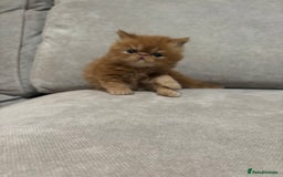 Persian cats for sale: Stunning Persian babies  - Image 17
