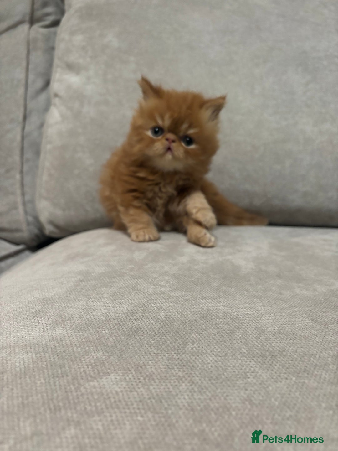 Persian cats for sale: Stunning Persian babies  - Image 17