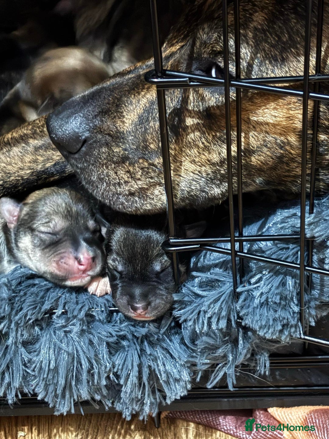 Mixed Breed dogs for sale: Husky staffy cross puppy - Advert 15