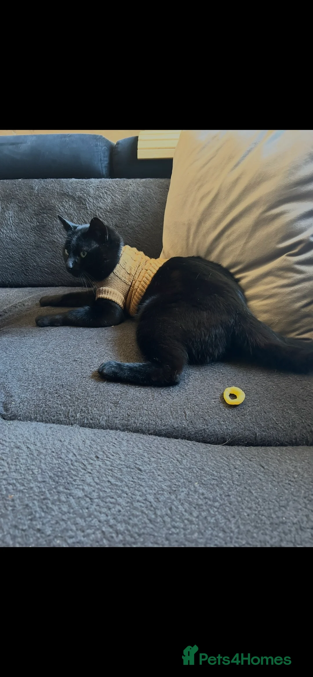 Bengal cats for sale: Bengal and panther mixed kittens in Hull - Advert 2