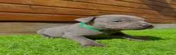 Staffordshire Bull Terrier dogs for sale: Blue Staffordshire Bull Terrier Champion Pups  - Advert 33