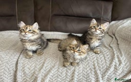 Siberian cats for sale: Purebred- Hypoallergenic Siberian Kittens - Image 14