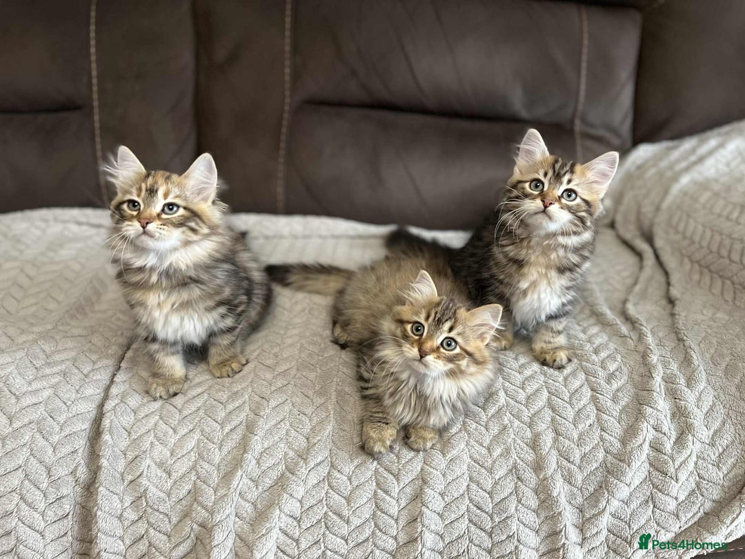 Siberian cats for sale: Purebred- Hypoallergenic Siberian Kittens - Image 14