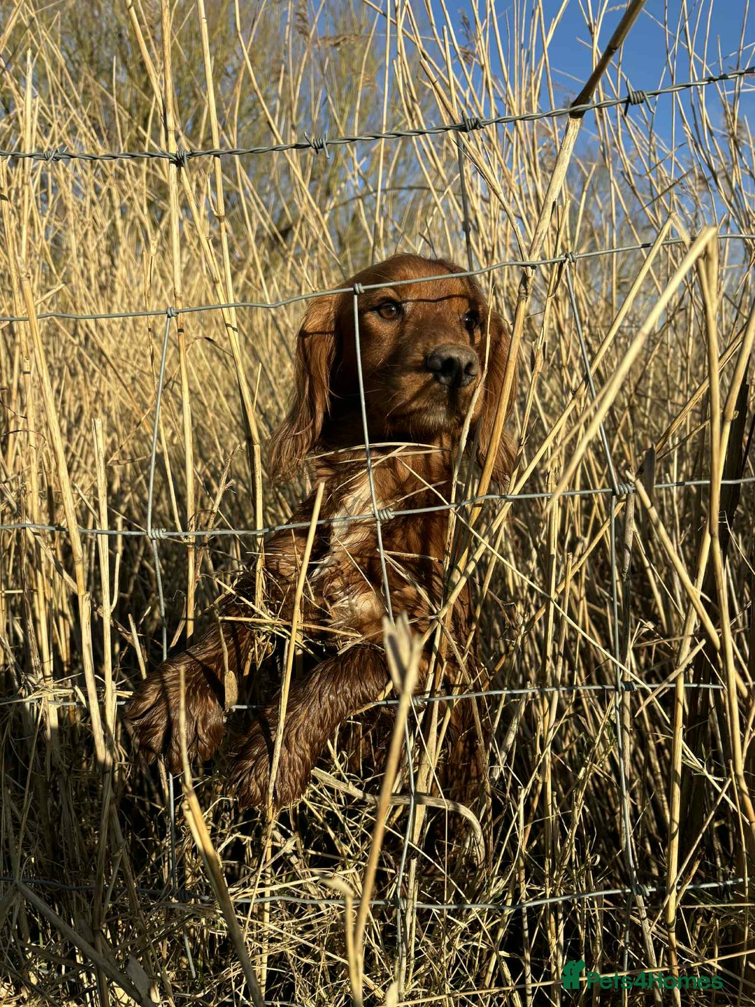 Cocker Spaniel dogs for sale: Gamekeeper bred kc reg working cocker puppys - Advert 12
