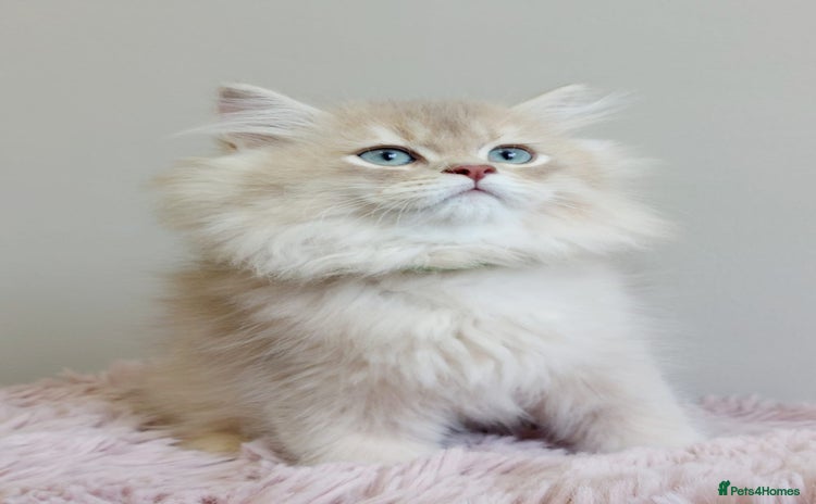 British Longhair cats - Advert 5