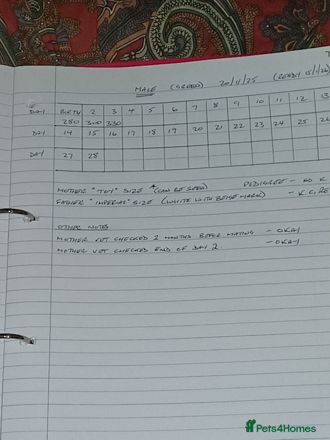 Shih Tzu dogs for sale: SHIH TZU litter. Ready 15/01/2026 - Advert 5