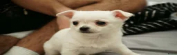 Chihuahua dogs for sale: Cute apple head chihuahua for sale  - Advert 10