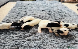 Mixed Breed dogs for sale: 6 gorgeous cocker jacks available  - Image 1