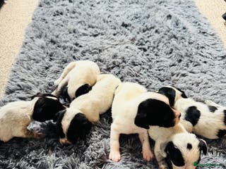 Mixed Breed dogs 6 gorgeous cocker jacks available - Advert 20