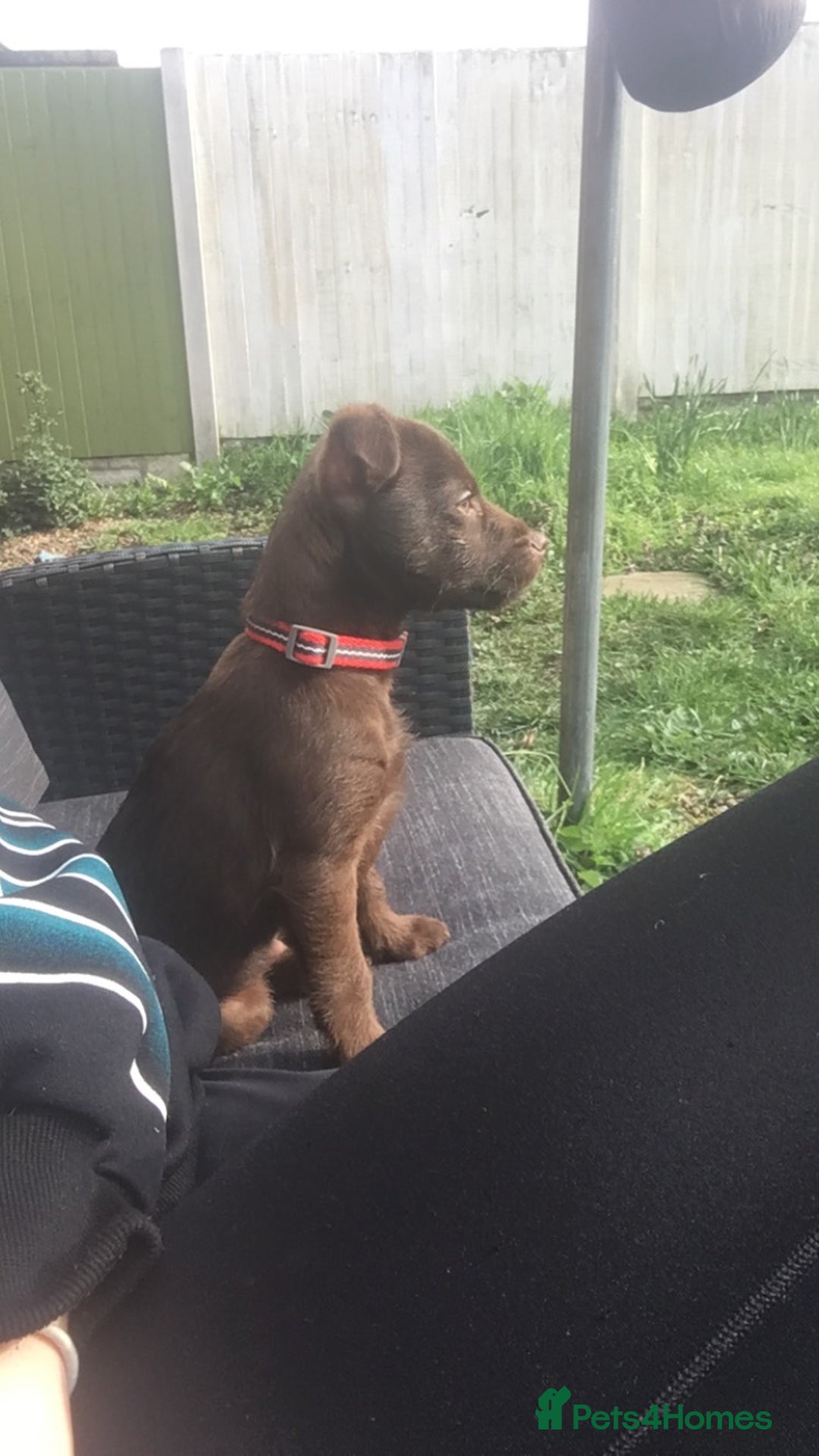 Patterdale Terrier dogs for stud: STUD PATTERDALE - Image 10
